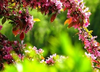 Different types of non-green Plants for Garden