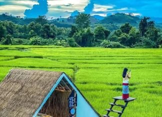 Naturalistic planting design: plants to use and design ideas