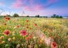 Tips to Grow a Wildflower Garden