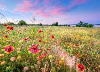 Tips to Grow a Wildflower Garden