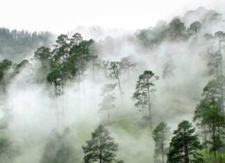 20 Hill Stations in Tamil nadu | Tourist Places in South India