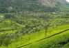 14 Tourist Places To Visit In Coonoor
