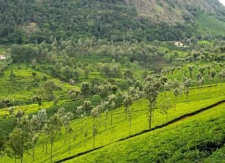 14 Tourist Places To Visit In Coonoor